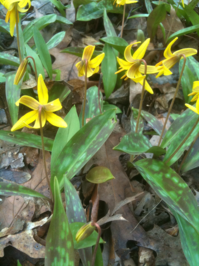 Erythronium americanum (Trout Lily)